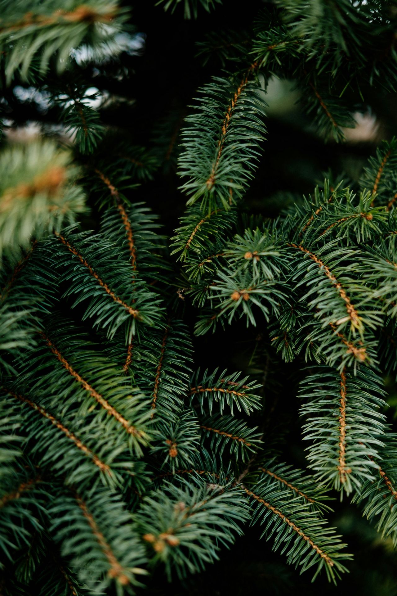 a close up of a pine tree branch